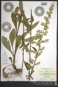 Solidago erecta image