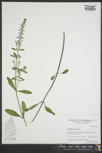 Scutellaria galericulata image