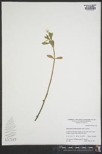 Alternanthera philoxeroides image