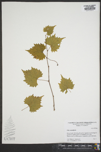 Vitis rotundifolia image