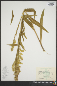 Solidago sempervirens image