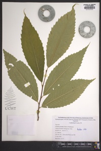 Castanea dentata image