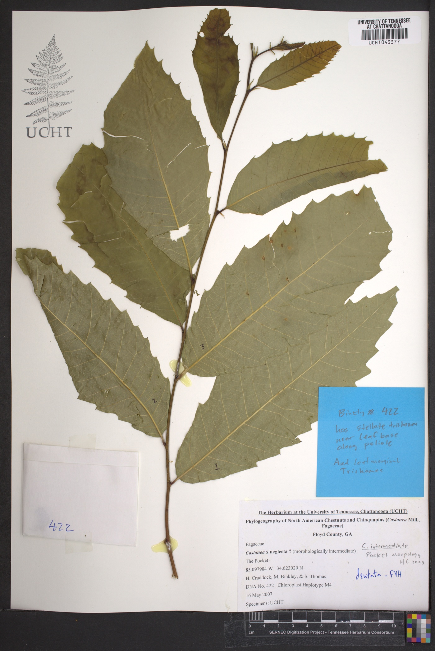 Castanea x neglecta image