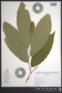 Castanea dentata image