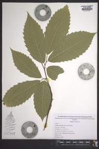 Castanea dentata image