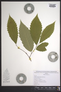 Castanea dentata image