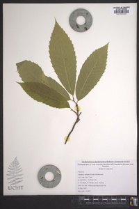 Castanea dentata image