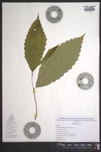 Castanea dentata image