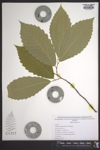 Castanea dentata image