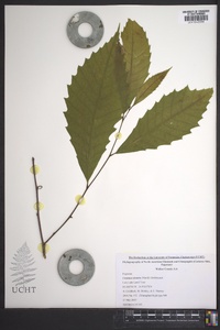 Castanea dentata image