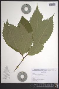 Castanea dentata image