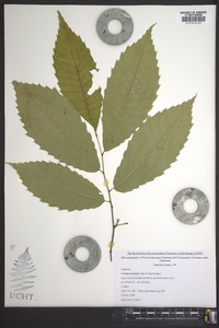 Castanea dentata image