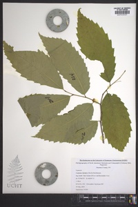 Castanea dentata image