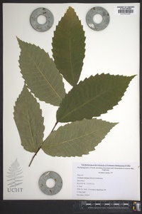 Castanea dentata image