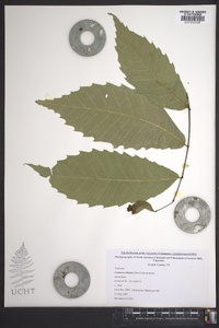 Castanea dentata image