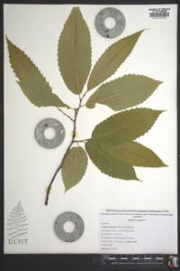 Castanea dentata image