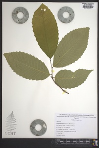 Castanea dentata image