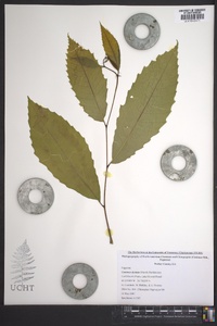 Castanea dentata image