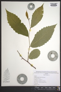 Castanea dentata image