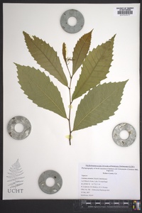 Castanea dentata image