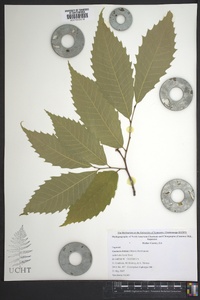 Castanea dentata image