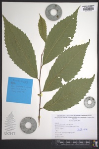 Castanea dentata image