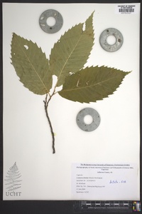 Castanea dentata image