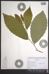 Castanea dentata image