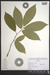 Castanea dentata image