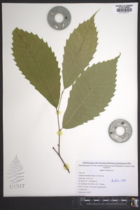 Castanea dentata image