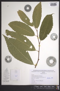 Castanea dentata image