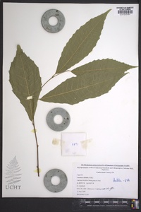 Castanea dentata image