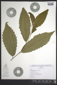 Castanea dentata image