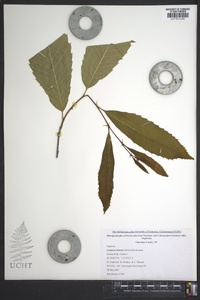 Castanea dentata image