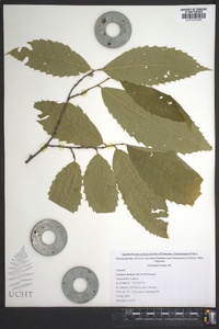 Castanea dentata image