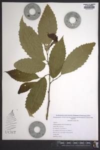 Castanea dentata image