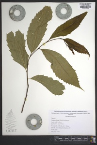 Castanea dentata image