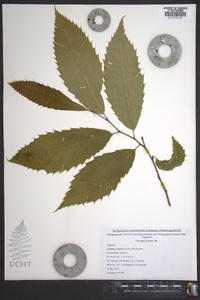 Castanea dentata image