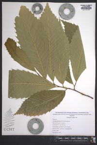 Castanea dentata image