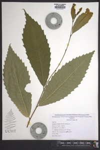 Castanea dentata image