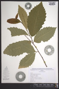 Castanea dentata image