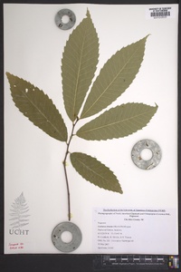 Castanea dentata image