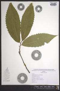 Castanea dentata image