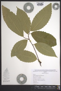 Castanea dentata image