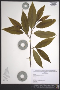 Castanea dentata image