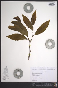 Castanea dentata image