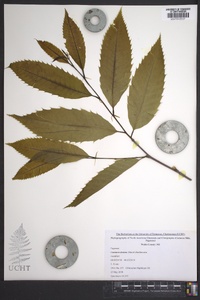 Castanea dentata image