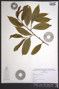 Castanea dentata image