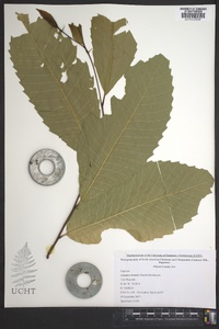 Castanea dentata image