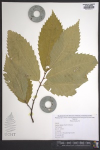 Castanea dentata image